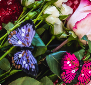 Photo de roses, de dentelle et de papillons